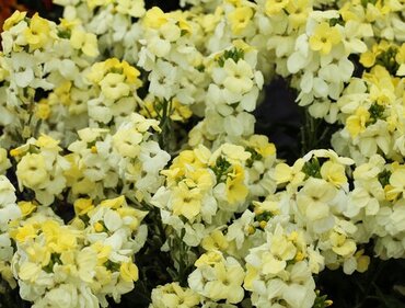 Wallfllower Sugar Rush Primrose 1 Litre