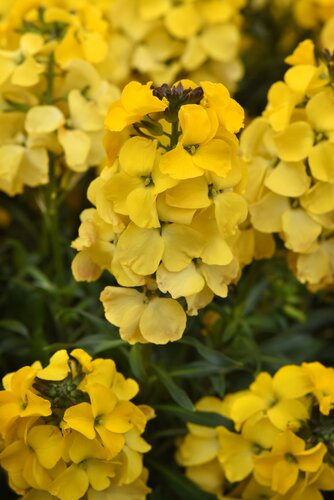 Wallflower Cloth Of Gold (Bare Root)