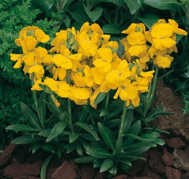Wallflower Cloth of Gold Six Pack