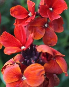 Wallflower Fire King (Bare Root)