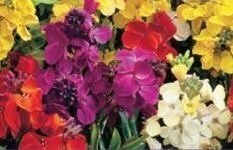 Wallflower Harlequin (Bare Root) 20-25cm