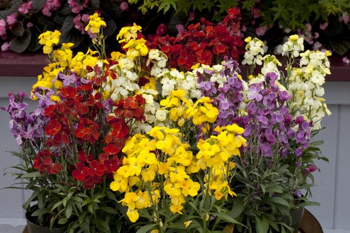Wallflower Harlequin (Bare Root)