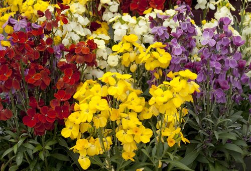 Wallflower Harlequin Six Pack