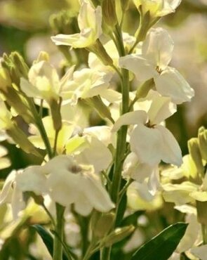 Wallflower Ivory White (Bare Root)