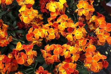 Wallflower Orange Six Pack