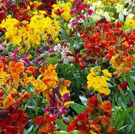 Wallflower Persian Carpet (Bare Root)