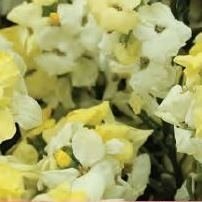 Wallflower Primrose Dame (Bare Root) 25-30cm