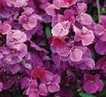 Wallflower Purple Bicolour Six Pack