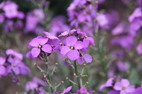 Wallflower Purple Shades (Bare Root)