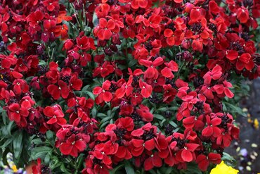 Wallflower Scarlet Emperor (Bare Root)