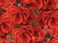 Wallflower Scarlet Emperor (Bare Root) 25-30cm