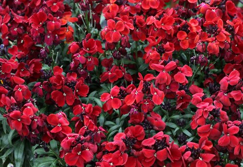 Wallflower Scarlet Six Pack
