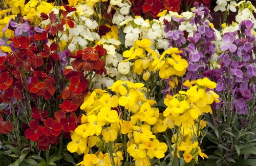Wallflower Sugar Rush 9cm
