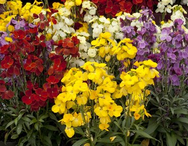 Wallflower Sugar Rush Mix Jumbo 6 Pack