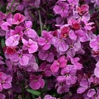Wallflower Sugar Rush Purple Bicolour Jumbo 6 Pack