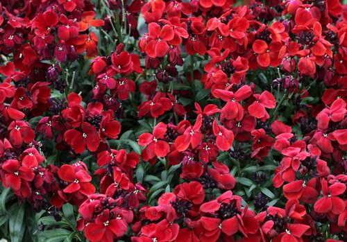 Wallflower Sugar Rush Red Jumbo 6 Pack