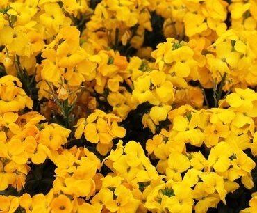 Wallflower Sugar Rush Yellow 1 Litre