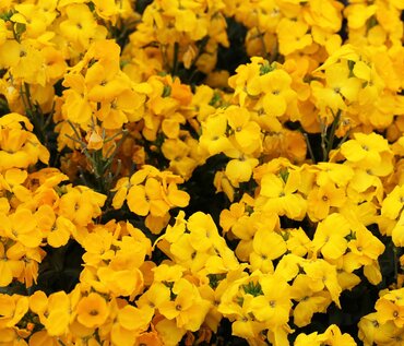 Wallflower Sugar Rush Yellow Jumbo 6 Pack