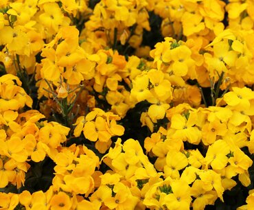 Wallflower Yellow Six Pack