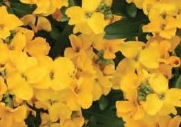Wallflower Yellow Six Pack