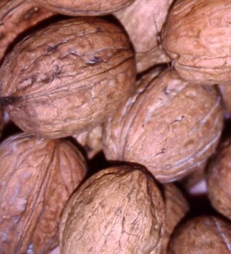 Walnut Buccaneer 7 litre