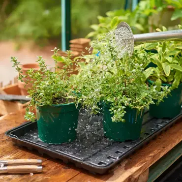 Watering Tray - image 2