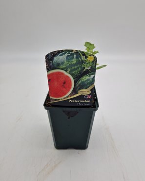 Watermelon Mini Love 8.5cm