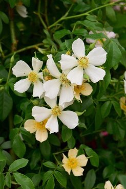 Wedding Day Climbing Rose 4 Litre - image 1