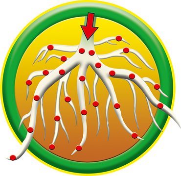 Weedkiller Superfast & Long Lasting 750ml - image 2