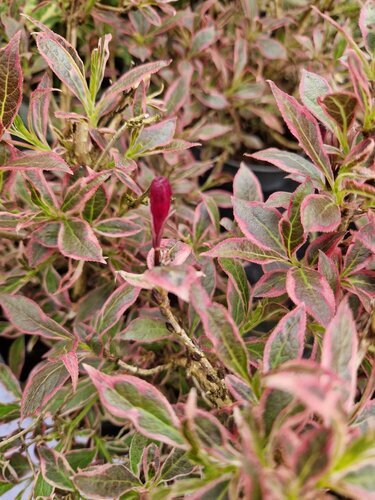 Weigela All Summer Monet 3 Litre