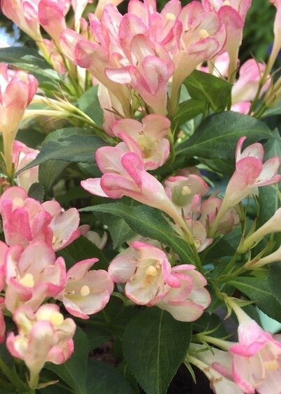 Weigela All Summer Peach 3 Litre Stewarts Garden Centre