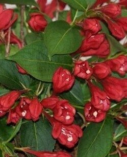 Weigela All Summer Red 3 Litre