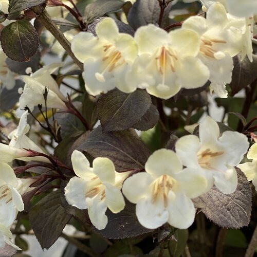Weigela Ebony And Ivory 3 Litre Stewarts Garden Centre