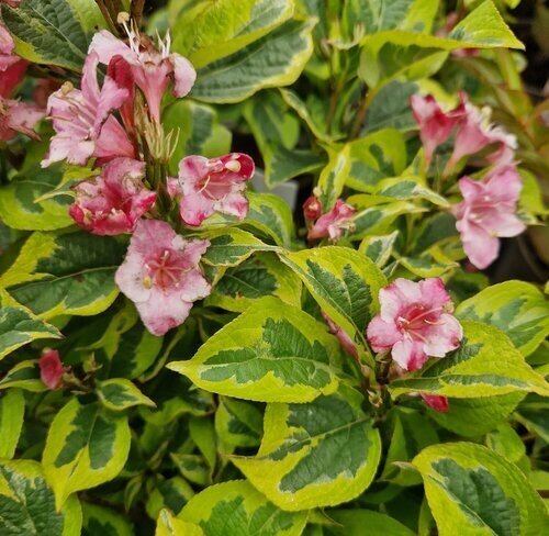 Weigela florida Nana Variegata STD 10 Litre - image 1
