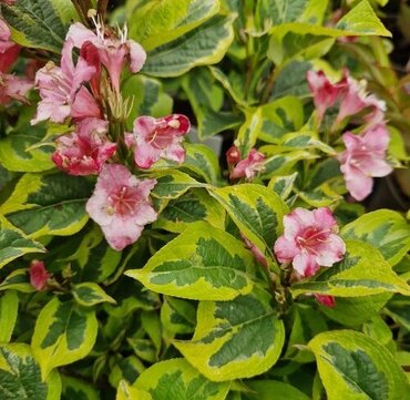 Weigela florida Nana Variegata STD 10 Litre - image 1