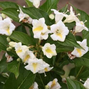 Weigela Middendorffiana 3 Litre