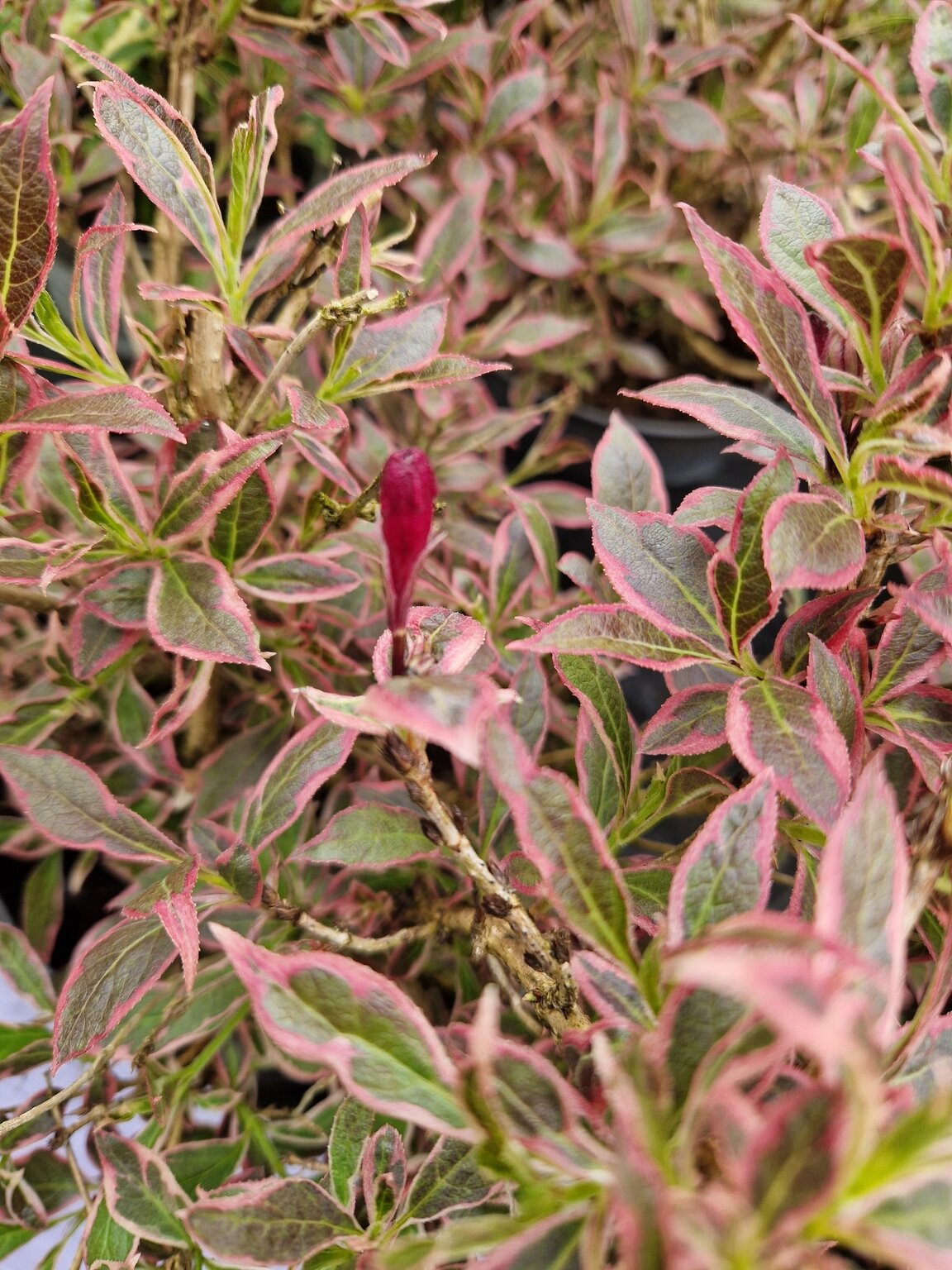 Weigela 6 Litre Stewarts Garden Centre