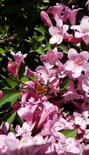 Weigela Pink Poppet 7.5 Litre - image 1