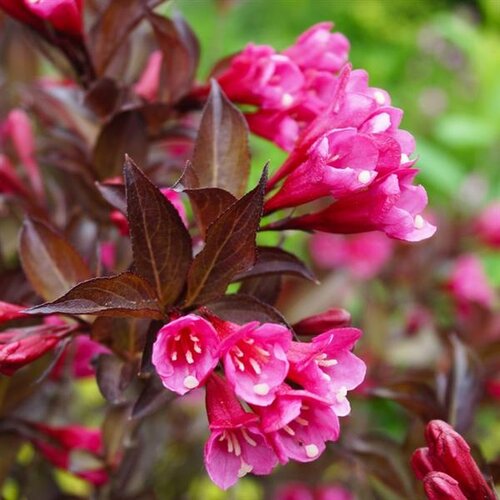 Weigela Wine and Roses 3 Litre