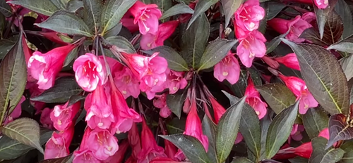 Weigela Wine & Roses 7.5 Litre - image 1