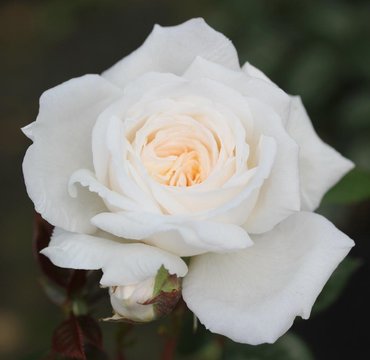 Rose White Patio 3 Litre