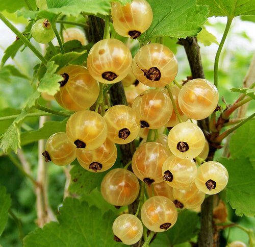 Whitecurrant White Versailles 3 Litre - image 1