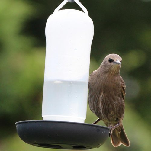 Wild Bird Water Drinker Feeder - image 1