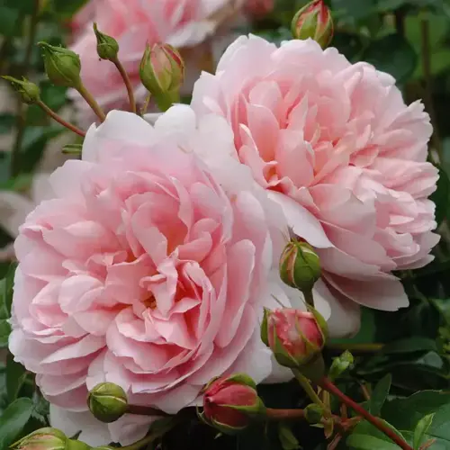 Wildeve Shrub Rose 6 Litre - image 1