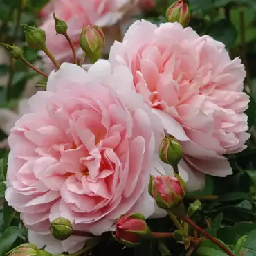 Wildeve Shrub Rose 6 Litre - image 1