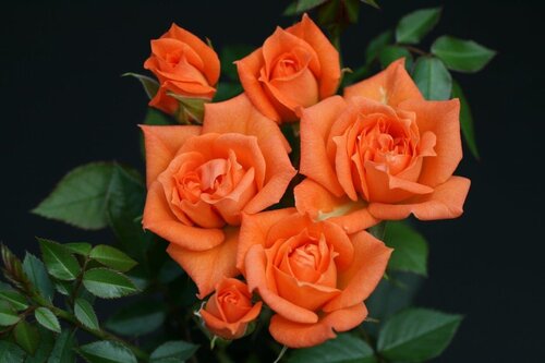 Wildfire Patio Rose 3 Litre - image 1