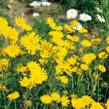 Native British Wildflowers Classic Collection Seeds - image 2