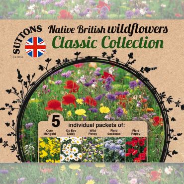 Native British Wildflowers Classic Collection Seeds - image 4
