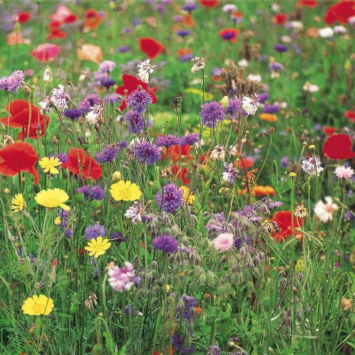 Native British Wildflowers Classic Collection Seeds - image 1