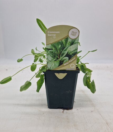 Wildflower Common Sorrel 8.5cm